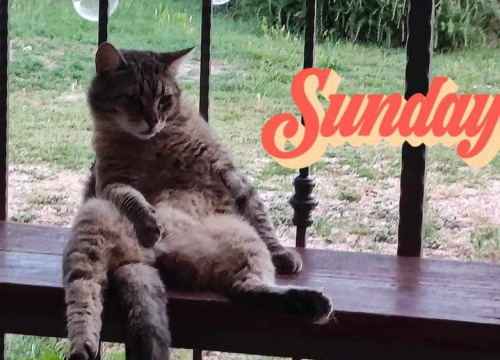 Fotografija 215 - Provjerite tko su naj ljubimci 2024. godine!