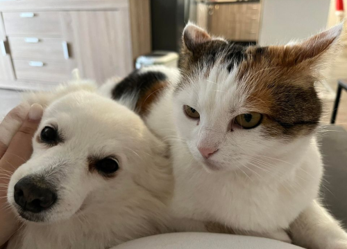 Fotografija 216 - Provjerite tko su naj ljubimci 2024. godine!