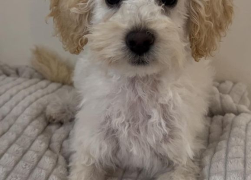 Fotografija 2 - Provjerite tko su naj ljubimci 2024. godine!