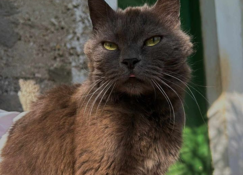 Fotografija 3 - Provjerite tko su naj ljubimci 2024. godine!