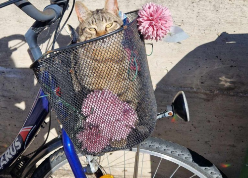 Fotografija 5 - Provjerite tko su naj ljubimci 2024. godine!