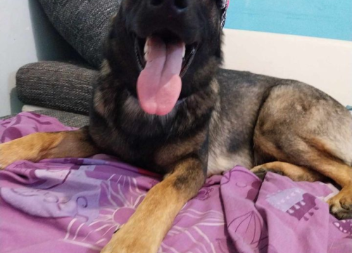 Fotografija 4 - Provjerite tko su naj ljubimci 2024. godine!