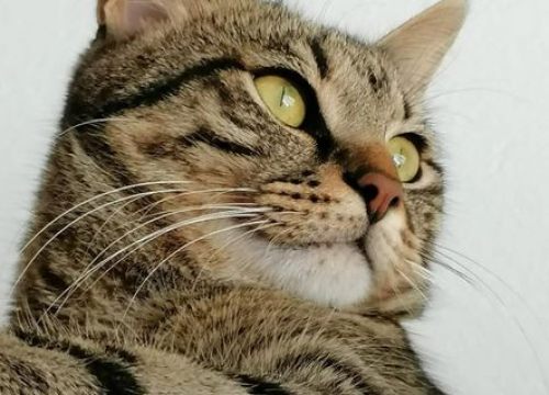 Fotografija 113 - Provjerite tko su naj ljubimci 2024. godine!