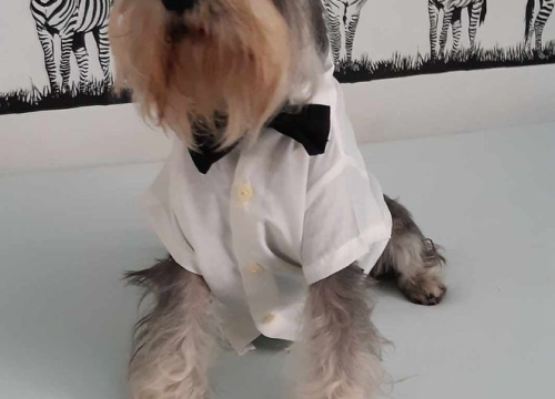 Fotografija 6 - Provjerite tko su naj ljubimci 2024. godine!