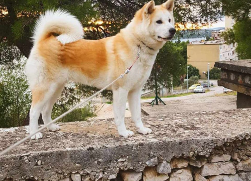 Fotografija 7 - Provjerite tko su naj ljubimci 2024. godine!