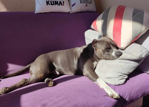 Fotografija 8 - Provjerite tko su naj ljubimci 2024. godine!