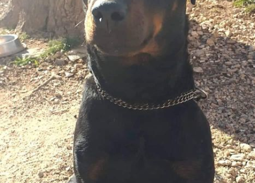 Fotografija 9 - Provjerite tko su naj ljubimci 2024. godine!