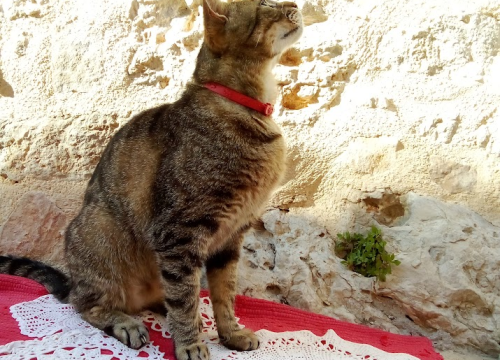 Fotografija 11 - Provjerite tko su naj ljubimci 2024. godine!