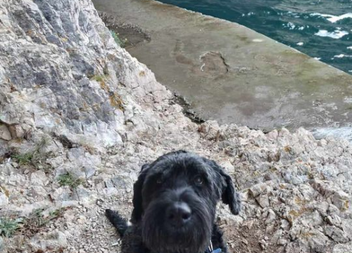 Fotografija 12 - Provjerite tko su naj ljubimci 2024. godine!