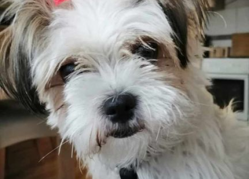 Fotografija 13 - Provjerite tko su naj ljubimci 2024. godine!