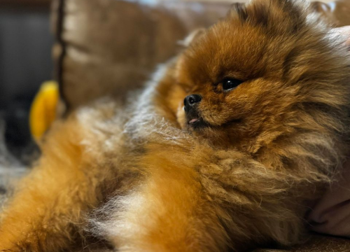 Fotografija 14 - Provjerite tko su naj ljubimci 2024. godine!