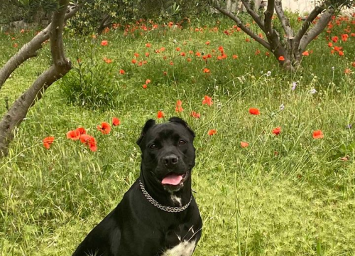 Fotografija 16 - Provjerite tko su naj ljubimci 2024. godine!