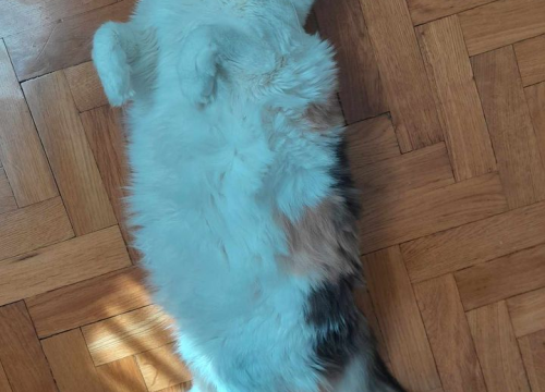 Fotografija 114 - Provjerite tko su naj ljubimci 2024. godine!