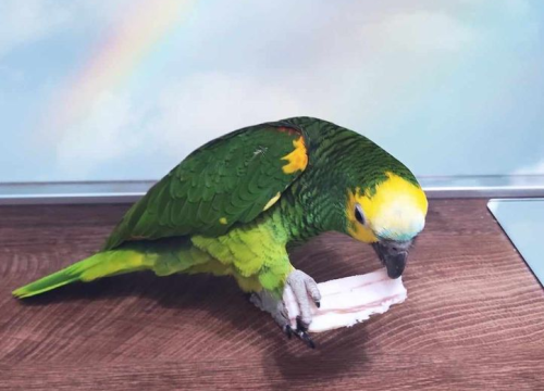 Fotografija 15 - Provjerite tko su naj ljubimci 2024. godine!