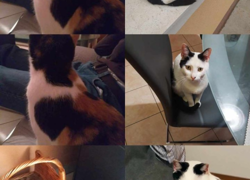 Fotografija 18 - Provjerite tko su naj ljubimci 2024. godine!