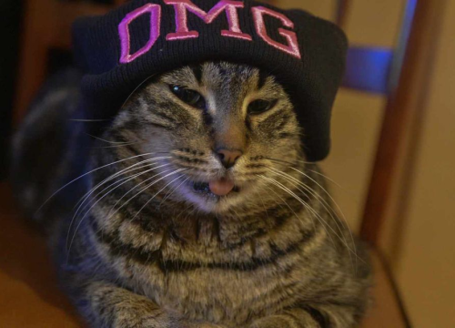 Fotografija 19 - Provjerite tko su naj ljubimci 2024. godine!