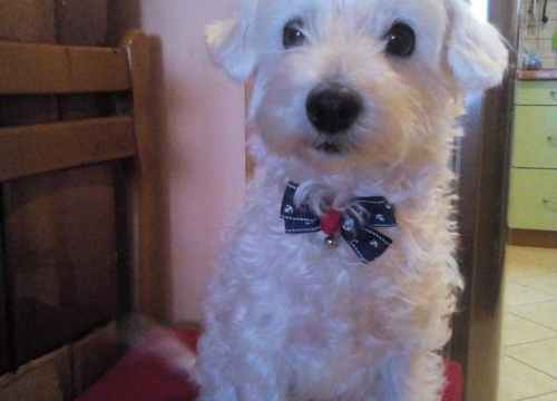 Fotografija 20 - Provjerite tko su naj ljubimci 2024. godine!