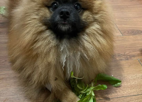 Fotografija 21 - Provjerite tko su naj ljubimci 2024. godine!