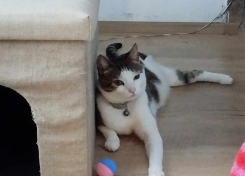 Fotografija 24 - Provjerite tko su naj ljubimci 2024. godine!