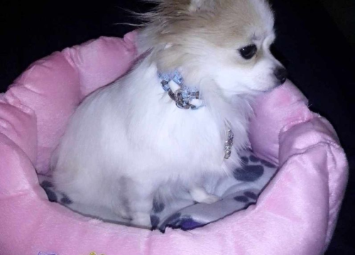 Fotografija 25 - Provjerite tko su naj ljubimci 2024. godine!