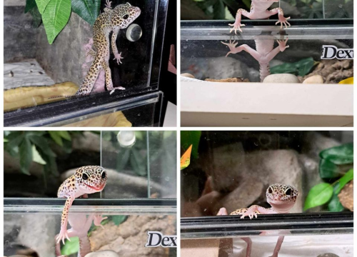 Fotografija 116 - Provjerite tko su naj ljubimci 2024. godine!