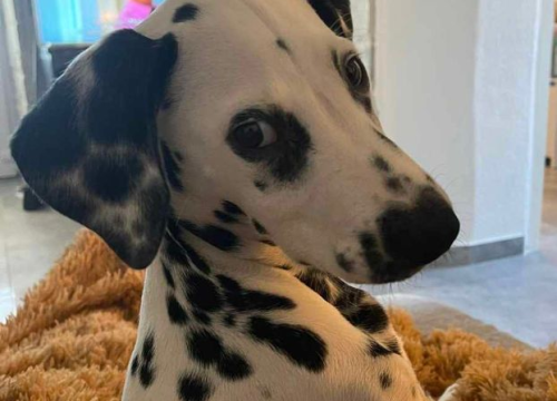 Fotografija 26 - Provjerite tko su naj ljubimci 2024. godine!