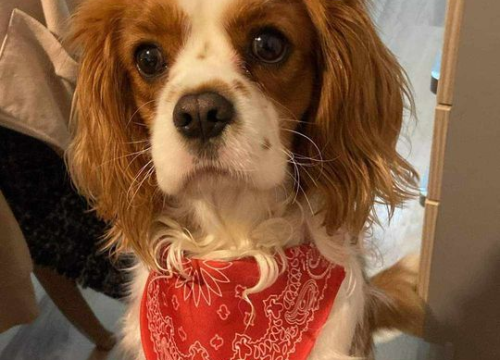 Fotografija 27 - Provjerite tko su naj ljubimci 2024. godine!