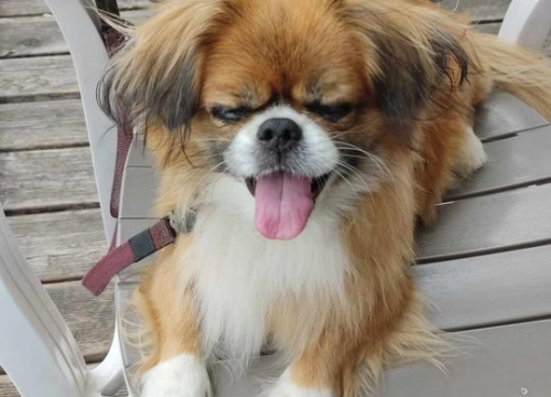 Fotografija 28 - Provjerite tko su naj ljubimci 2024. godine!