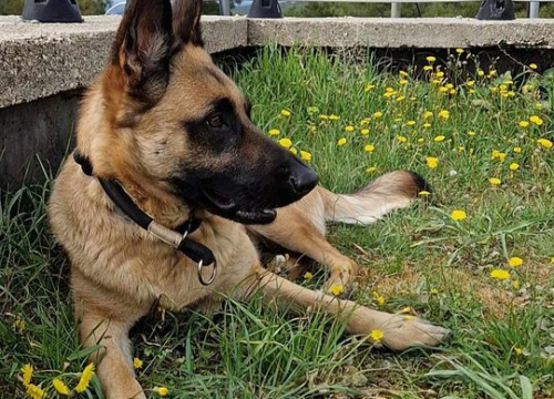 Fotografija 29 - Provjerite tko su naj ljubimci 2024. godine!