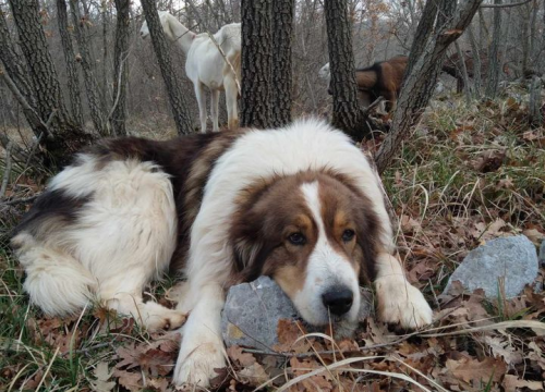 Fotografija 31 - Provjerite tko su naj ljubimci 2024. godine!