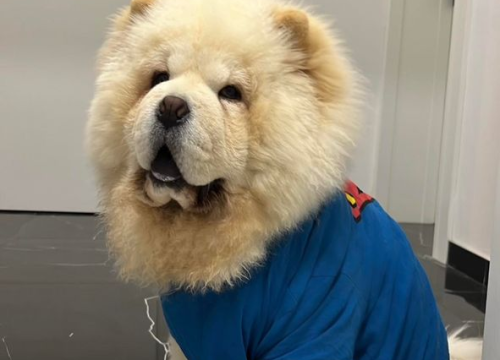 Fotografija 32 - Provjerite tko su naj ljubimci 2024. godine!