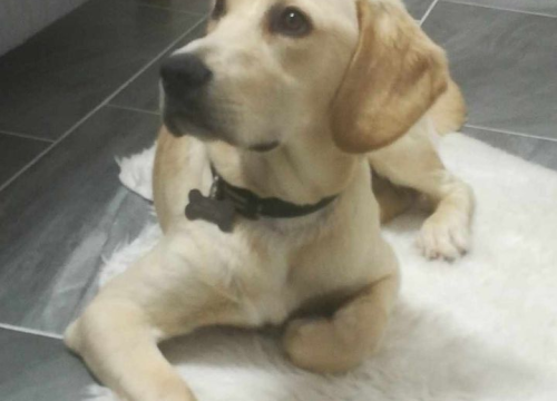 Fotografija 33 - Provjerite tko su naj ljubimci 2024. godine!