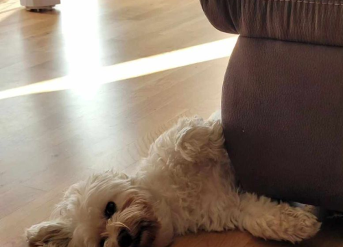 Fotografija 35 - Provjerite tko su naj ljubimci 2024. godine!