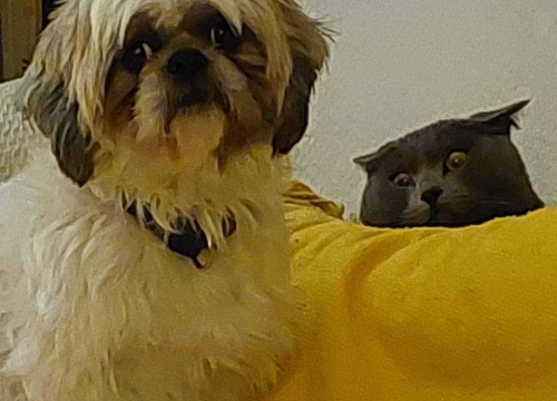 Fotografija 115 - Provjerite tko su naj ljubimci 2024. godine!