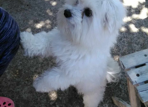 Fotografija 36 - Provjerite tko su naj ljubimci 2024. godine!