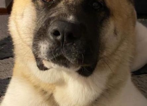 Fotografija 37 - Provjerite tko su naj ljubimci 2024. godine!