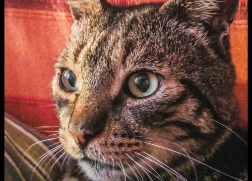 Fotografija 38 - Provjerite tko su naj ljubimci 2024. godine!