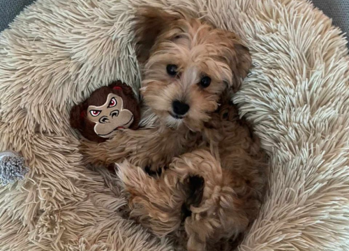 Fotografija 39 - Provjerite tko su naj ljubimci 2024. godine!