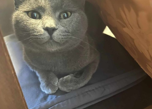 Fotografija 40 - Provjerite tko su naj ljubimci 2024. godine!