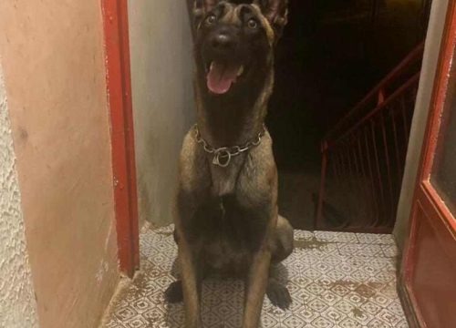 Fotografija 41 - Provjerite tko su naj ljubimci 2024. godine!