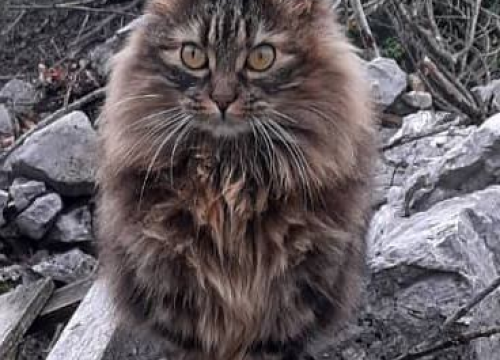 Fotografija 43 - Provjerite tko su naj ljubimci 2024. godine!