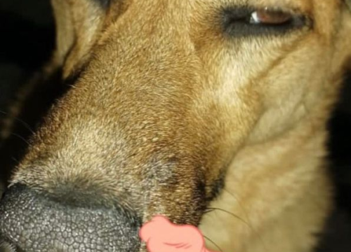 Fotografija 44 - Provjerite tko su naj ljubimci 2024. godine!