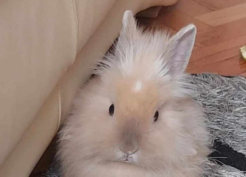 Fotografija 117 - Provjerite tko su naj ljubimci 2024. godine!