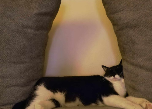 Fotografija 46 - Provjerite tko su naj ljubimci 2024. godine!