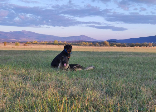 Fotografija 47 - Provjerite tko su naj ljubimci 2024. godine!