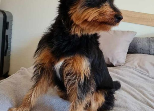 Fotografija 48 - Provjerite tko su naj ljubimci 2024. godine!