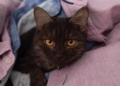 Fotografija 50 - Provjerite tko su naj ljubimci 2024. godine!