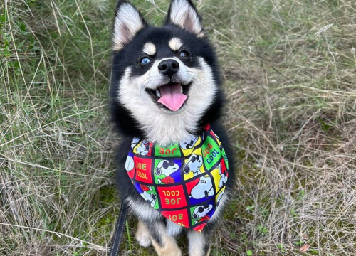 Fotografija 51 - Provjerite tko su naj ljubimci 2024. godine!