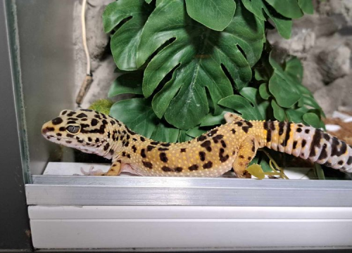 Fotografija 53 - Provjerite tko su naj ljubimci 2024. godine!