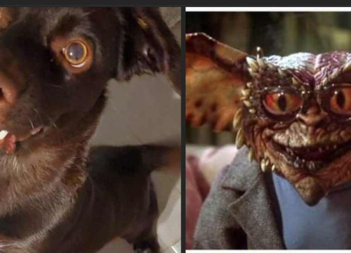 Fotografija 118 - Provjerite tko su naj ljubimci 2024. godine!